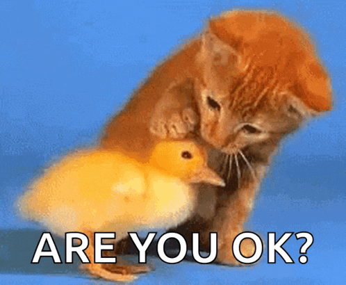 cat-duck