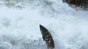 upstream